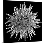 Kiku Crysanthemum