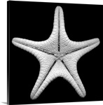Knobby Starfish