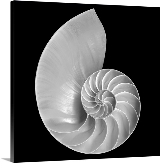 Nautilus