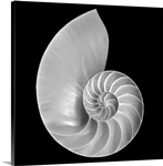 Nautilus
