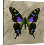 Purple Spotted Swallowtail