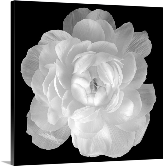 Ranunculus