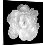 Ranunculus