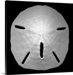 Sand Dollar