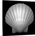 Scallop