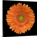 Single Orange Daisy 2