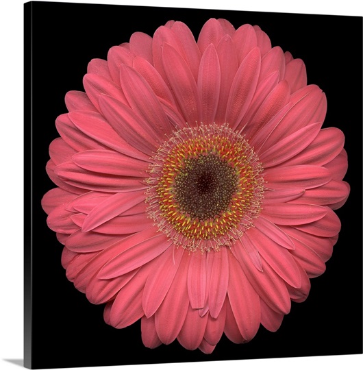 Single Pink Daisy 2