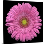 Single Pink Daisy 4