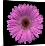 Single Pink Daisy 7