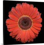 Single Pink Daisy 8