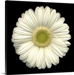 Single White Daisy 1