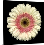 Single White Daisy 2