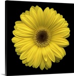 Single Yellow Daisy 2
