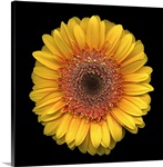 Single Yellow Daisy 3