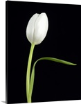 White Tulip 1