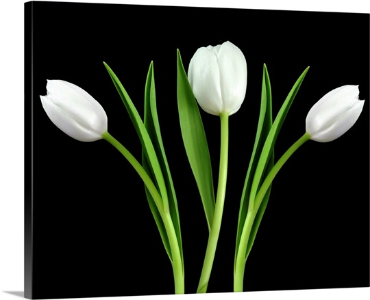 White Tulip 3