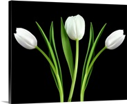White Tulip 3