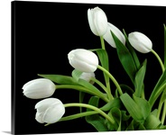 White Tulip 4
