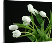 White Tulip 4