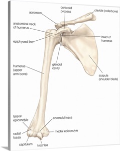 Bones of the shoulder - anterior view. skeletal system Photo Canvas