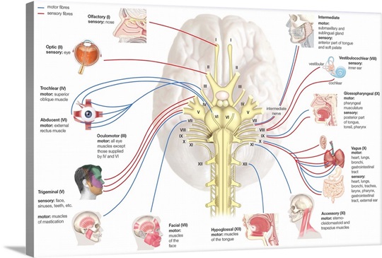 Cranial nerves. nervous system Photo Canvas Print | Great Big Canvas