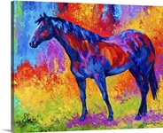 Bay Mare