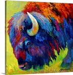 Bison Portrait II