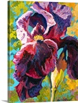 Iris Study