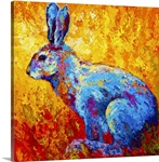 Jackrabbit