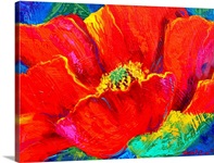 Passion Poppy