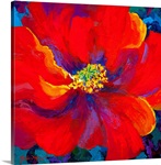 Passion Red Poppy