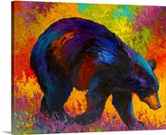 Roaming Black Bear