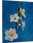 Apricot Blossom