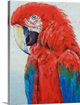 Crimson Macaw
