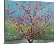 Eastern Redbud Tree