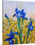Iris and Forsythia