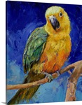 Jenday Conure