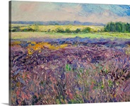 Provence Lavender