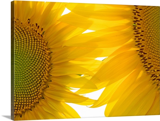 Tuscan Sunflowers