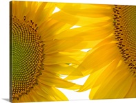 Tuscan Sunflowers