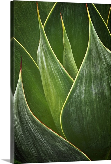 Agave