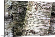 Aspen Detail