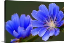 Beautiful Blue Blossoms