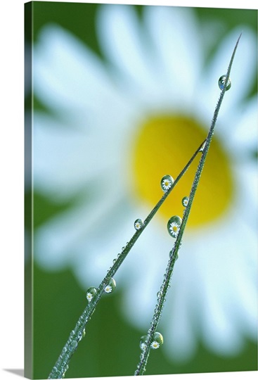 Blades of Grass After Rain with Daisy