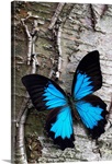 Blue Butterfly on Birch