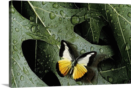 Butterfly On Oak Leaves