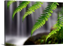Cascading Ferns