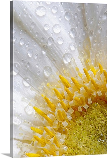 Daisy After the Rain