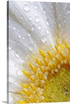 Daisy After the Rain