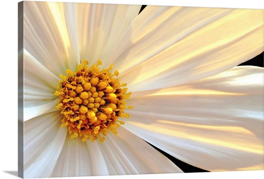 Daisy Detail in Sunlight